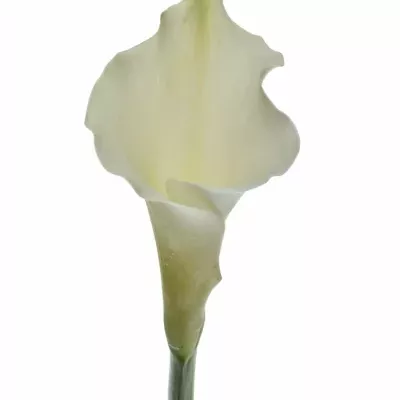 Kala AE WHITE DREAM 55cm