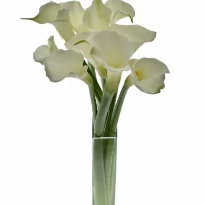 Kala AE WHITE DREAM 55cm