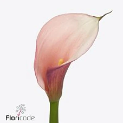 Kala AETHIOPICA EYDOLLS PURPLE PINK 90 cm