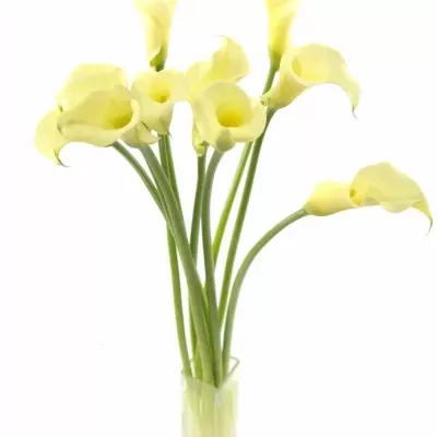 Kala BLACK EYED LADY