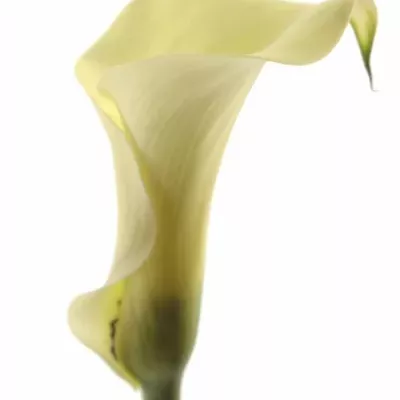 Kala BLACK EYED LADY