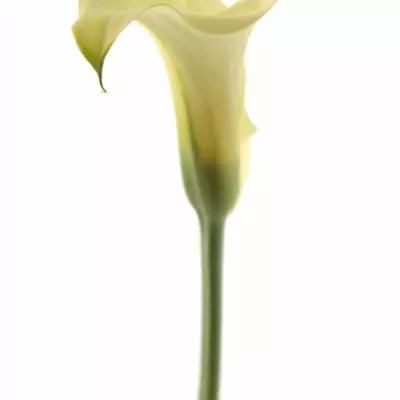 Kala BLACK EYED LADY