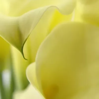 Kala BLACK EYED LADY