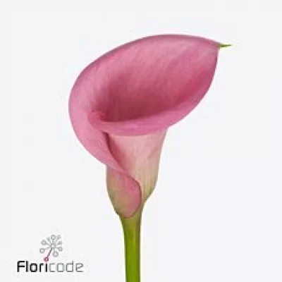 Kala CALL EXTASE 60cm