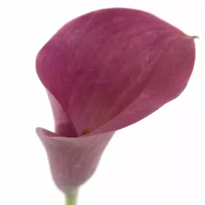 ZANTEDESCHIA CAMELEON