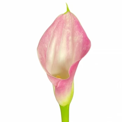 Kala CAPTAIN ALMA 50cm