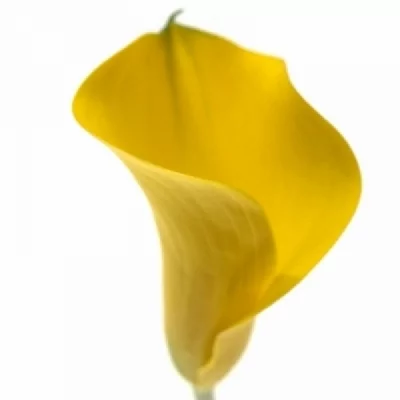 Kala CAPTAIN CERES 60cm