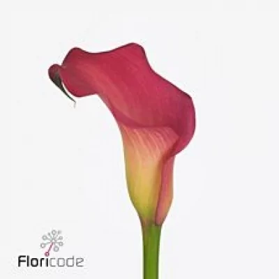 Kala CAPTAIN HOLLYWOOD 55cm