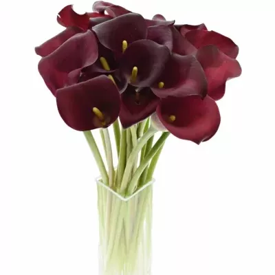 Kala CAPTAIN MAESTRO 40cm