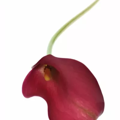 Kala CAPTAIN MAESTRO 40cm