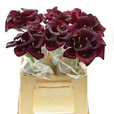 Kala CAPTAIN MAESTRO 40cm