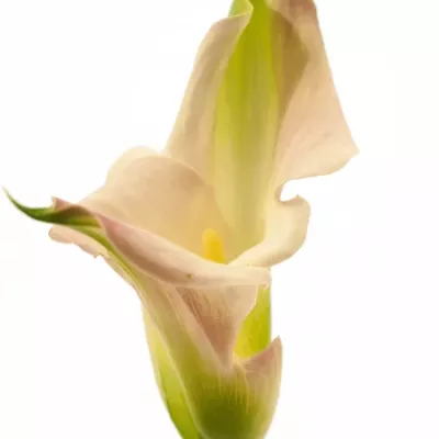 Kala CAPTAIN MARRERO 60cm