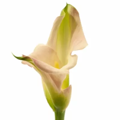 Kala CAPTAIN MARRERO 60cm