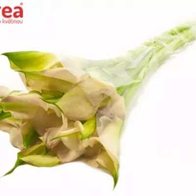 Kala CAPTAIN MARRERO 60cm