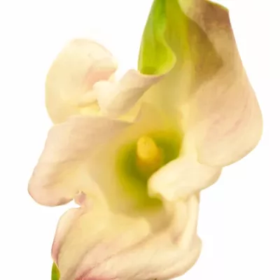 Kala CAPTAIN MARRERO 60cm