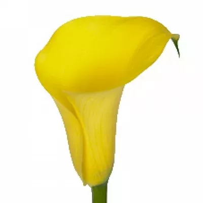 KALA CAPTAIN MEMPHIS 40cm