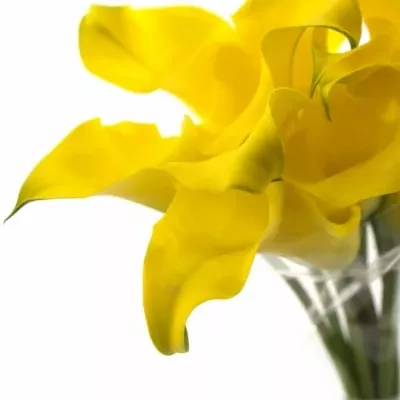 Kala CAPTAIN MORELLI 