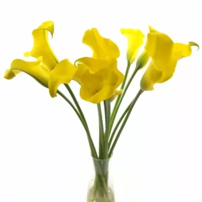 Kala CAPTAIN MORELLI 