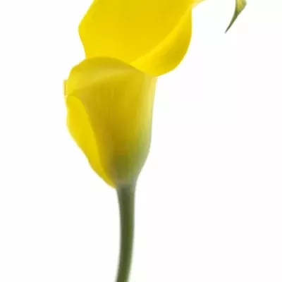 Kala CAPTAIN MORELLI 