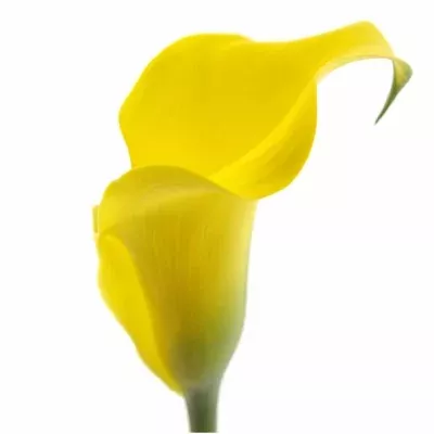 Kala CAPTAIN MORELLI 40cm