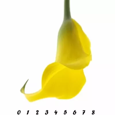 Kala CAPTAIN MORELLI 