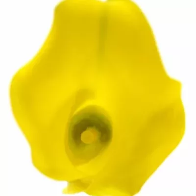 Kala CAPTAIN MORELLI 