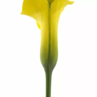 Kala CAPTAIN MORELLI 