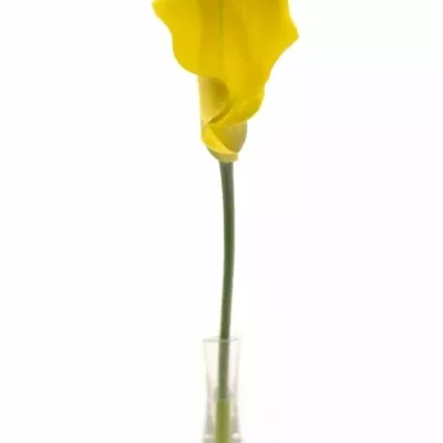 Kala CAPTAIN MORELLI 