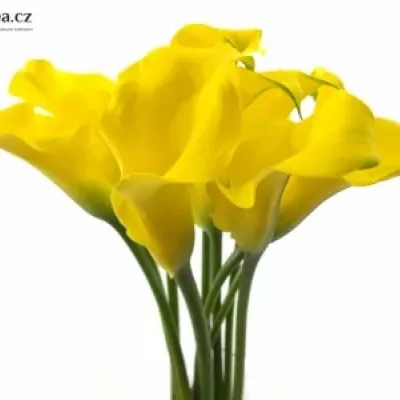 Kala CAPTAIN MORELLI 