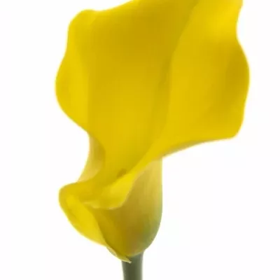 Kala CAPTAIN MORELLI 