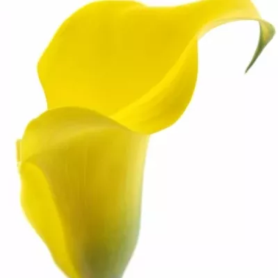 Kala CAPTAIN MORELLI 