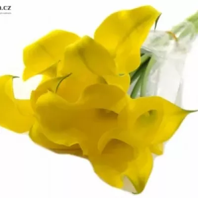 Kala CAPTAIN MORELLI 