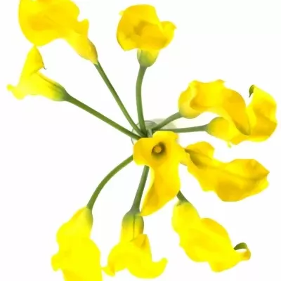 Kala CAPTAIN MORELLI 