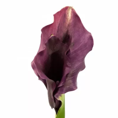 Kala CAPTAIN PRADO 70cm