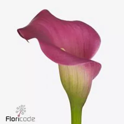 Kala CHERRY KISS 40cm