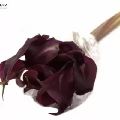 Kala DARK SCHWARZWALDER