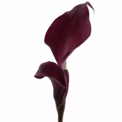 Kala SCHWARZWALDER 50cm