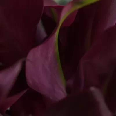 Kala DARK SCHWARZWALDER