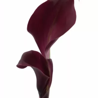 Kala DARK SCHWARZWALDER