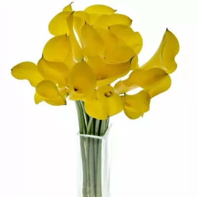 Kala LONG BEACH 45cm