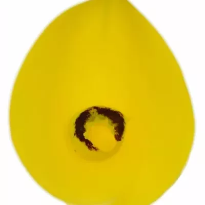 Kala LONG BEACH 45cm