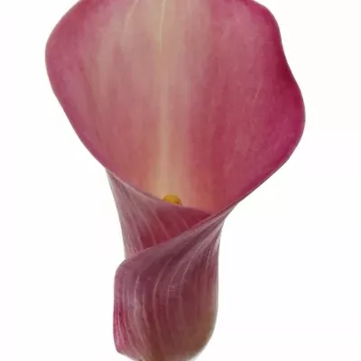 Kala PINK MELODY 60cm