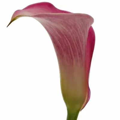 Kala PINK MELODY 40cm