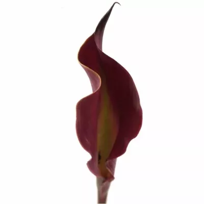 Kala RED SUNRISE 50cm