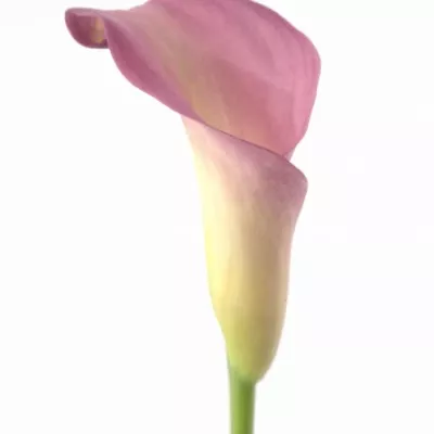 Kala RUBYLITE PINK ICE 45cm