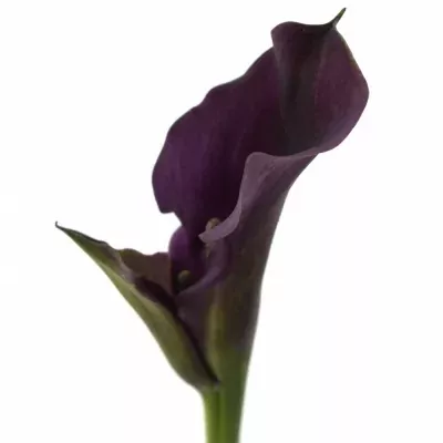 Kala RUBYLITE ROSE 40cm