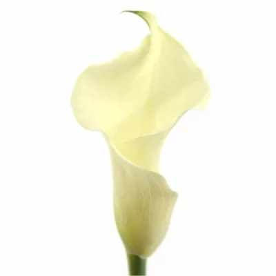 Kala SNOW STORM 50cm