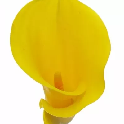 Kala SOLID GOLD BLZ 60cm