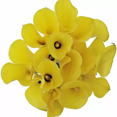 Kala SOLID GOLD BLZ 80cm