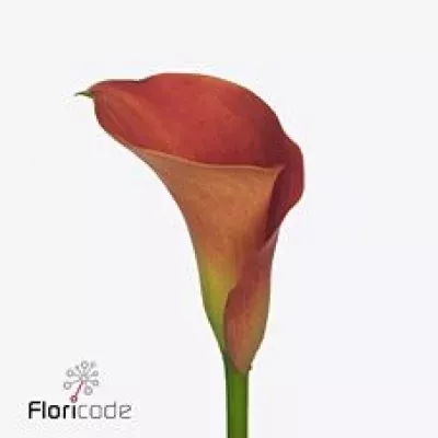 Kala SUNSET PASSION 50cm